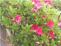 4ec59ac6-Picture 014.jpg